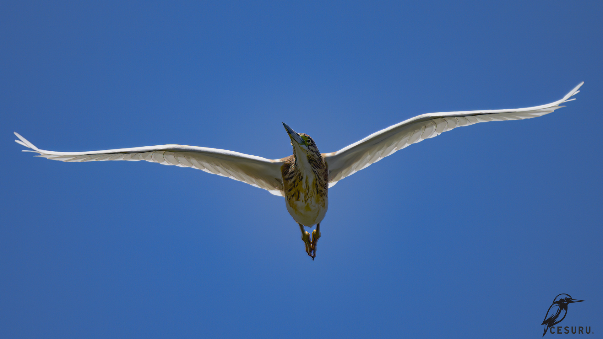 Squacco Heron